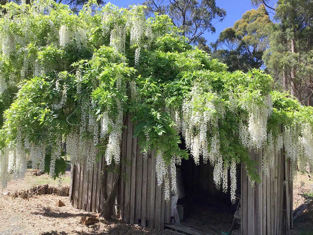 Wisteria draped over an old bush shelter